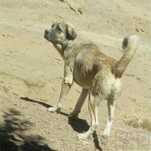 خانه و  آشپزخانه - حیوانات - پستانداران