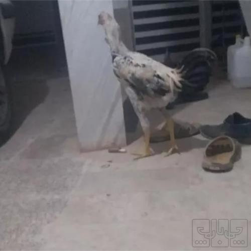 خانه و  آشپزخانه - حیوانات - پرندگان