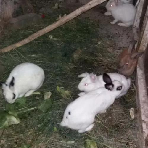 خانه و  آشپزخانه - حیوانات - پستانداران