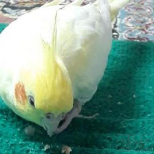 خانه و  آشپزخانه - حیوانات - پرندگان