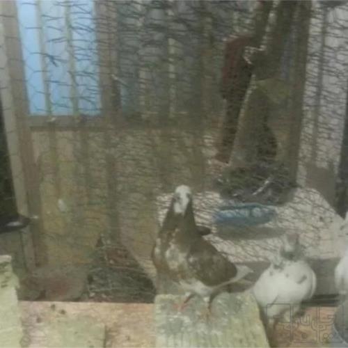 خانه و  آشپزخانه - حیوانات - پرندگان