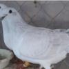 خانه و  آشپزخانه - حیوانات - پرندگان