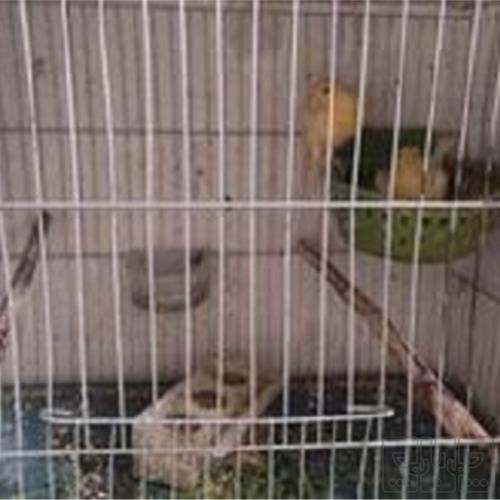خانه و  آشپزخانه - حیوانات - پرندگان