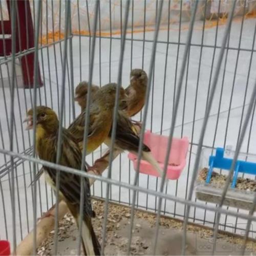 خانه و  آشپزخانه - حیوانات - پرندگان
