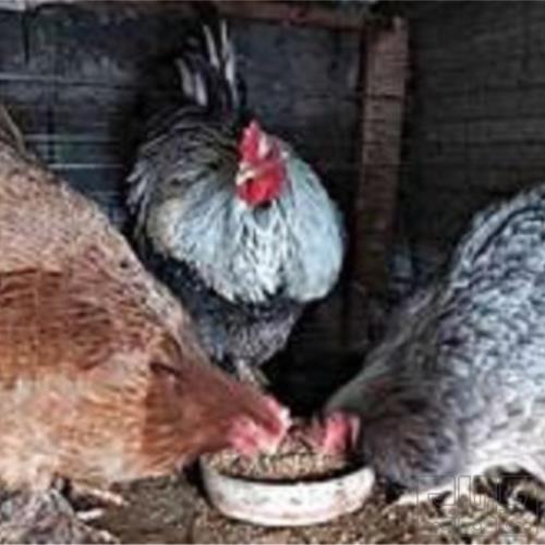 خانه و  آشپزخانه - حیوانات - پرندگان