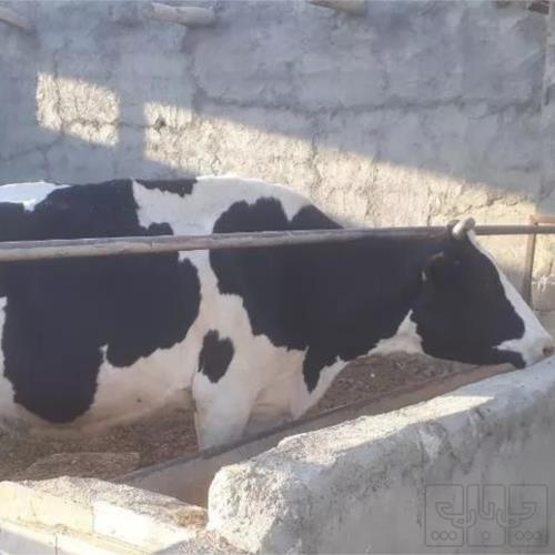 خانه و  آشپزخانه - حیوانات - پستانداران