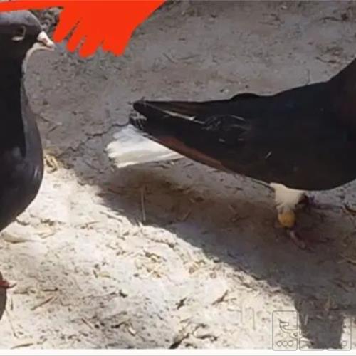 خانه و  آشپزخانه - حیوانات - پرندگان