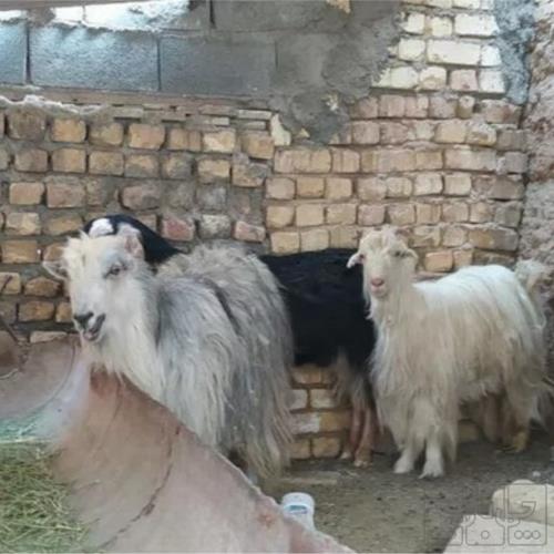 خانه و  آشپزخانه - حیوانات - پستانداران