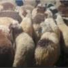 خانه و  آشپزخانه - حیوانات - پستانداران