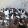 خانه و  آشپزخانه - حیوانات - پرندگان