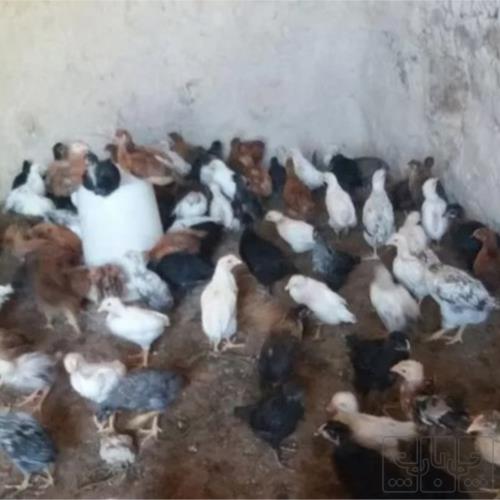 خانه و  آشپزخانه - حیوانات - پرندگان