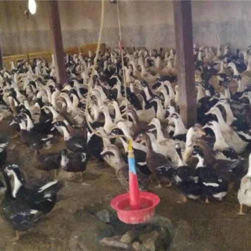 خانه و  آشپزخانه - حیوانات - پرندگان