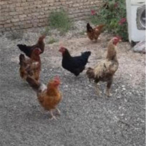 خانه و  آشپزخانه - حیوانات - پرندگان