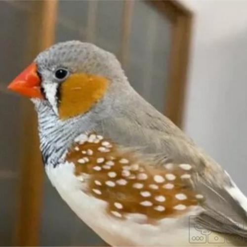 خانه و  آشپزخانه - حیوانات - پرندگان
