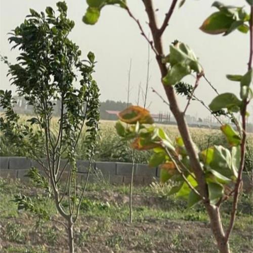 باغ و باغچه - انتقال مالکیت قطعی - وکالتی
