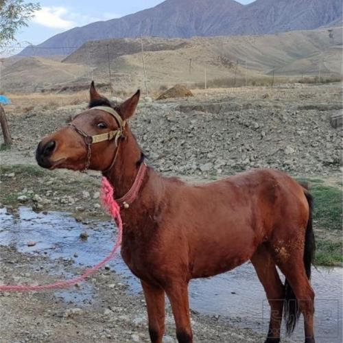 خانه و  آشپزخانه - حیوانات - پستانداران