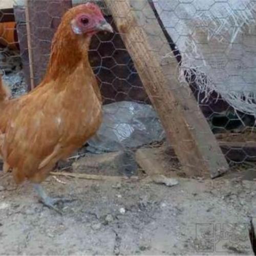 خانه و  آشپزخانه - حیوانات - پرندگان