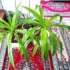 خانه و  آشپزخانه - باغبانی - گل و گیاه طبیعی