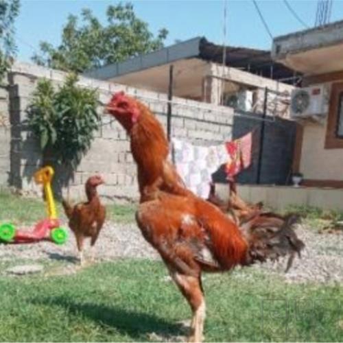 خانه و  آشپزخانه - حیوانات - پرندگان