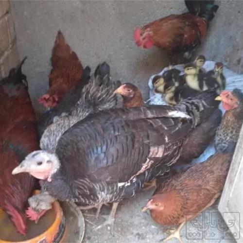 خانه و  آشپزخانه - حیوانات - پرندگان