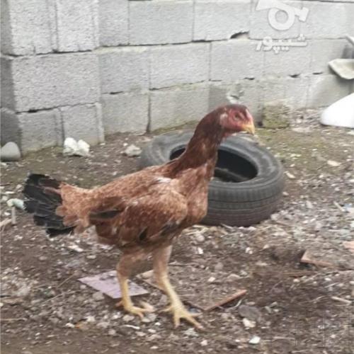 پرندگان