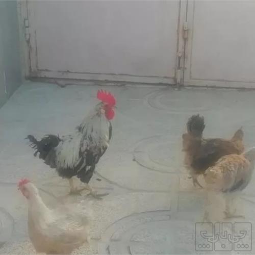 خانه و  آشپزخانه - حیوانات - پرندگان