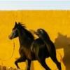 خانه و  آشپزخانه - حیوانات - پستانداران