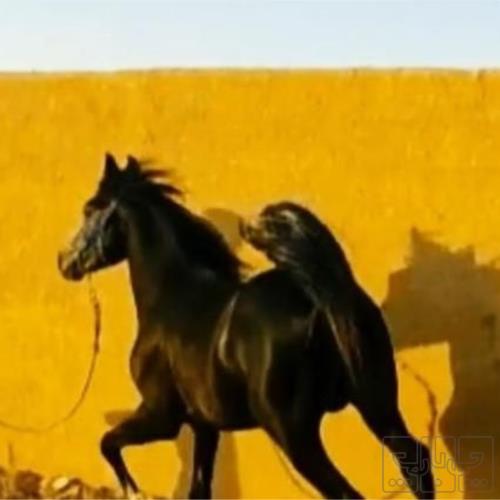 خانه و  آشپزخانه - حیوانات - پستانداران