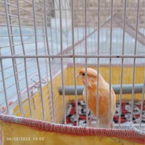 خانه و  آشپزخانه - حیوانات - پرندگان