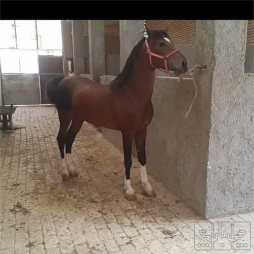 خانه و  آشپزخانه - حیوانات - پستانداران