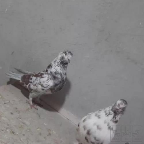 خانه و  آشپزخانه - حیوانات - پرندگان