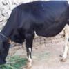 خانه و  آشپزخانه - حیوانات - پستانداران