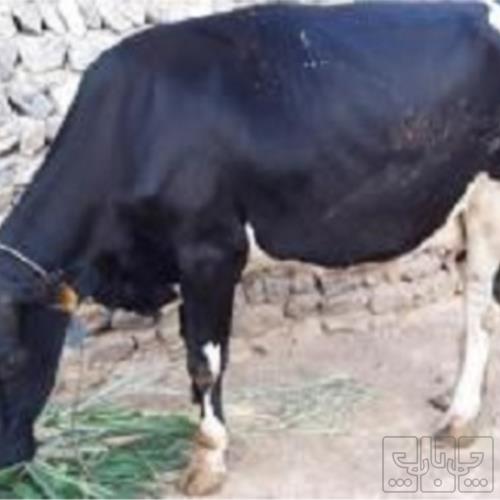 خانه و  آشپزخانه - حیوانات - پستانداران