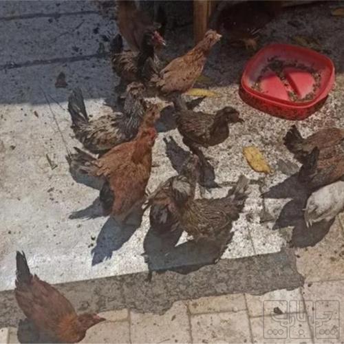 خانه و  آشپزخانه - حیوانات - پرندگان