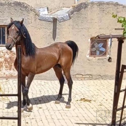 خانه و  آشپزخانه - حیوانات - پستانداران