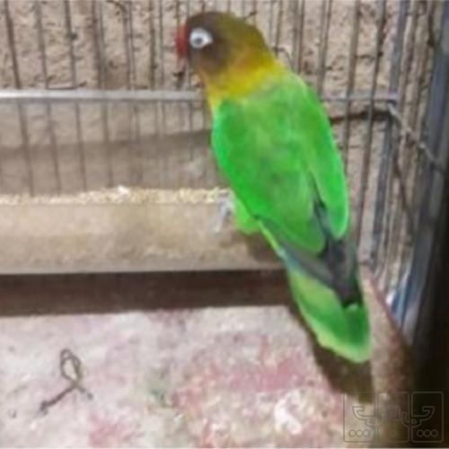 خانه و  آشپزخانه - حیوانات - پرندگان
