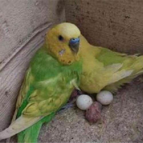 خانه و  آشپزخانه - حیوانات - پرندگان
