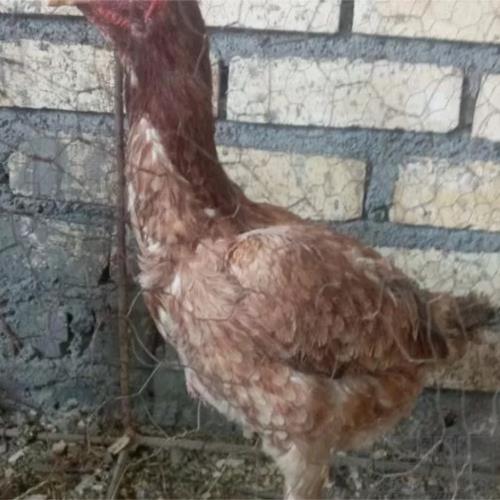 خانه و  آشپزخانه - حیوانات - پرندگان