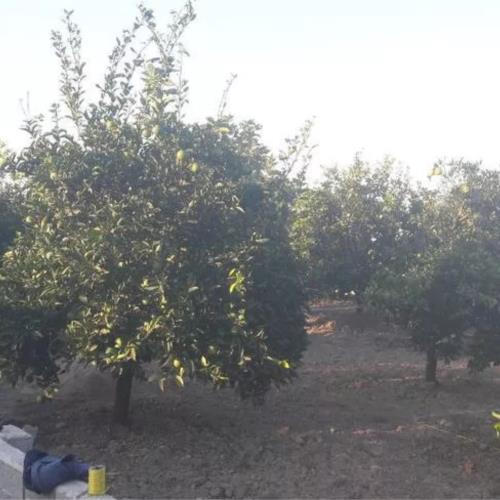 باغ و باغچه - انتقال مالکیت قطعی - ملکی