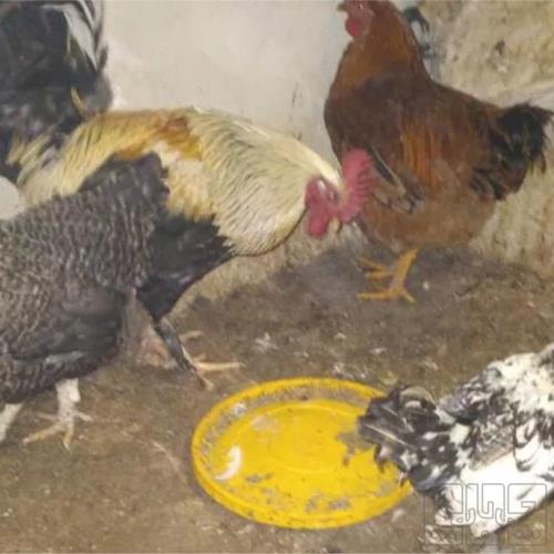 خانه و  آشپزخانه - حیوانات - پرندگان