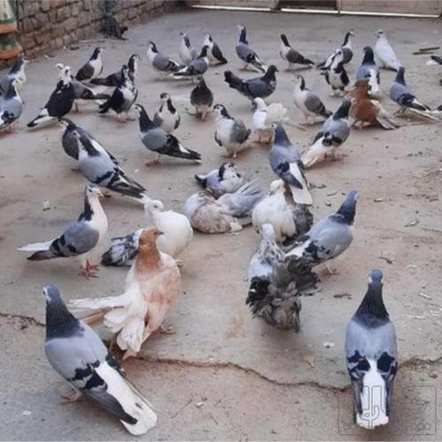 خانه و  آشپزخانه - حیوانات - پرندگان