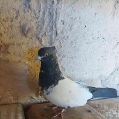 خانه و  آشپزخانه - حیوانات - پرندگان