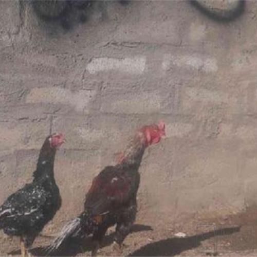 خانه و  آشپزخانه - حیوانات - پرندگان