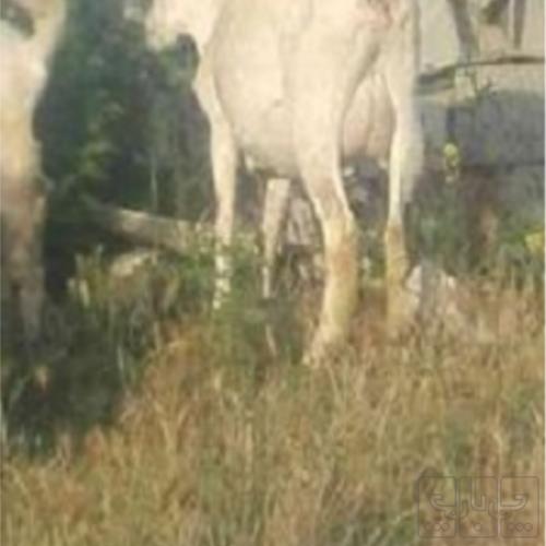خانه و  آشپزخانه - حیوانات - پستانداران