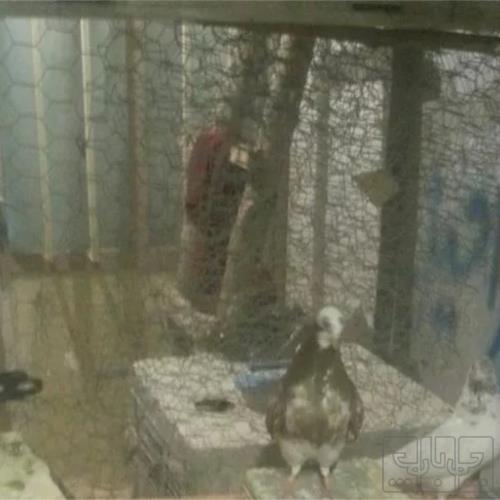 خانه و  آشپزخانه - حیوانات - پرندگان
