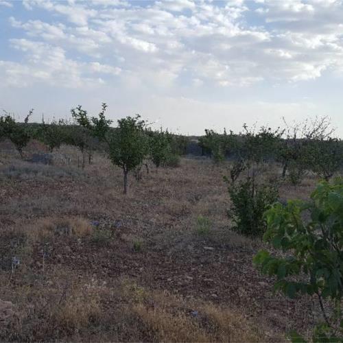 باغ و باغچه - انتقال مالکیت قطعی - وکالتی
