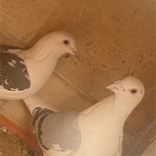 خانه و  آشپزخانه - حیوانات - پرندگان