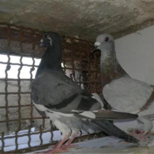 خانه و  آشپزخانه - حیوانات - پرندگان