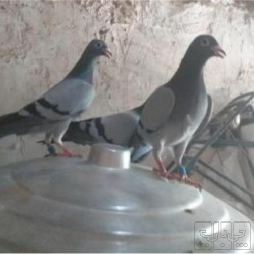 خانه و  آشپزخانه - حیوانات - پرندگان