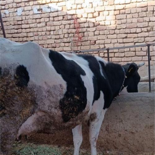 خانه و  آشپزخانه - حیوانات - پستانداران